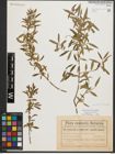 Foto von Salix triandra L.